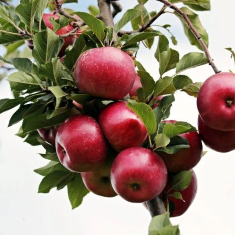 Verger La Pommalbonne